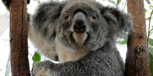 Australie : l'Etat du Queensland va déclarer le koala espèce vulnérable