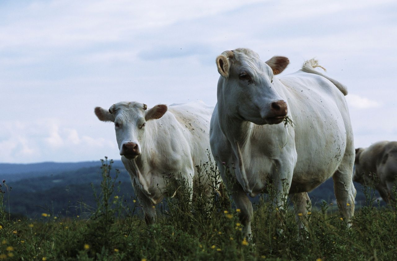 Pourquoi les vaches polluent ? Parce qu’elles manquent de savoir-vivre !