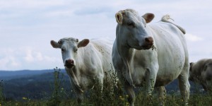 Pourquoi les vaches polluent ? Parce qu’elles manquent de savoir-vivre !