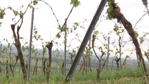 VIDEO. Alsace : la grêle détruit des dizaines d'hectares de grand cru