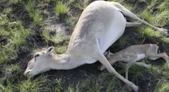 VIDEO. Kazakhstan : décès mystérieux de 120 000 antilopes en voie d'extinction