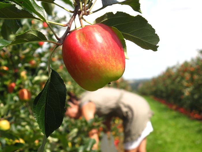 Grande distribution : Greenpeace découvre des pesticides dans les pommes