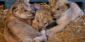EN IMAGES. Trois bébés lionceaux naissent au Parc zoologique de Paris