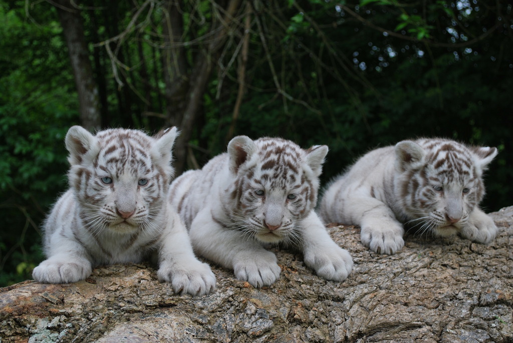 EN IMAGES. Trois bébés tigres blancs voient le jour en Normandie
