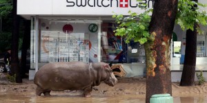 EN IMAGES. Géorgie : hippopotame, ours, tigres errent dans les rues de Tbilissi