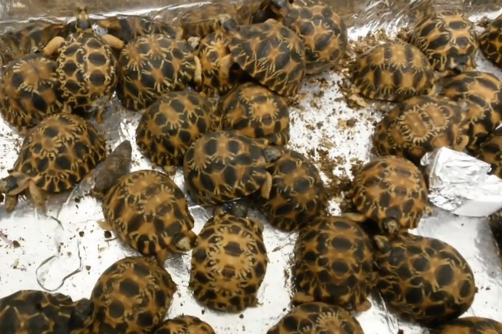 Madagascar : elle allait prendre l'avion avec 403 tortues dans ses valises