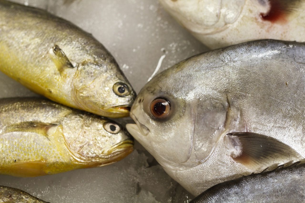 Pêche : les poissons qu'il faut éviter de consommer