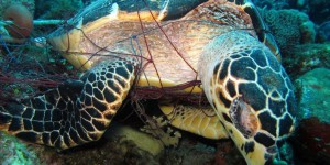 Pêche : Les tortues, victimes innocentes des « folles à lambis »