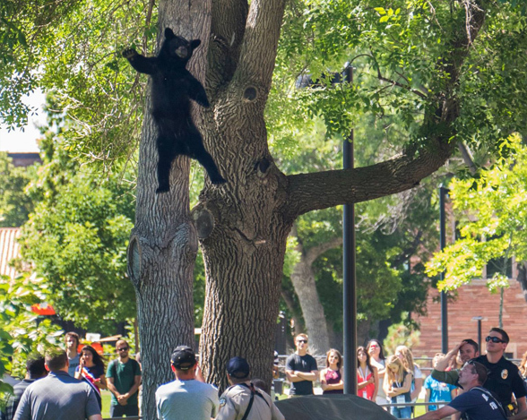 «Falling Bear 2» : un autre ours endormi tombe d'un arbre dans le Colorado