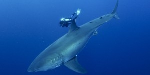 François Sarano : rencontre avec un plongeur pour la protection des requins