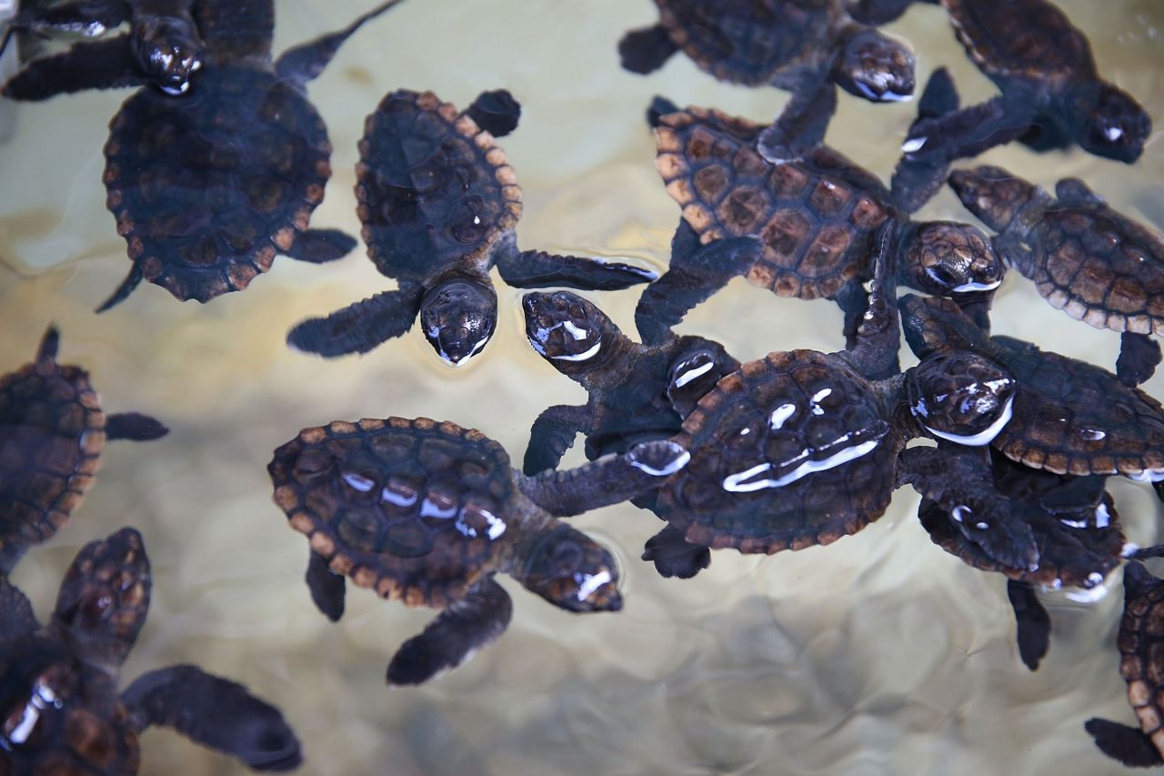 EN IMAGES. Floride : des bébés tortues relâchés dans l'océan