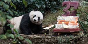 EN IMAGES. Jia Jia la doyenne des pandas fête ses 37 ans