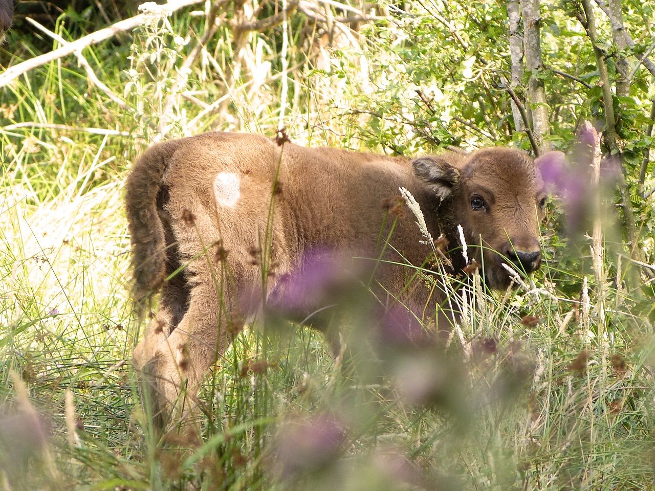 EN IMAGES. Naissance rare d'un bébé bison au Parc de la Fôret d'Orient