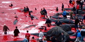 Massacre de dauphins : une tradition aux îles Féroé