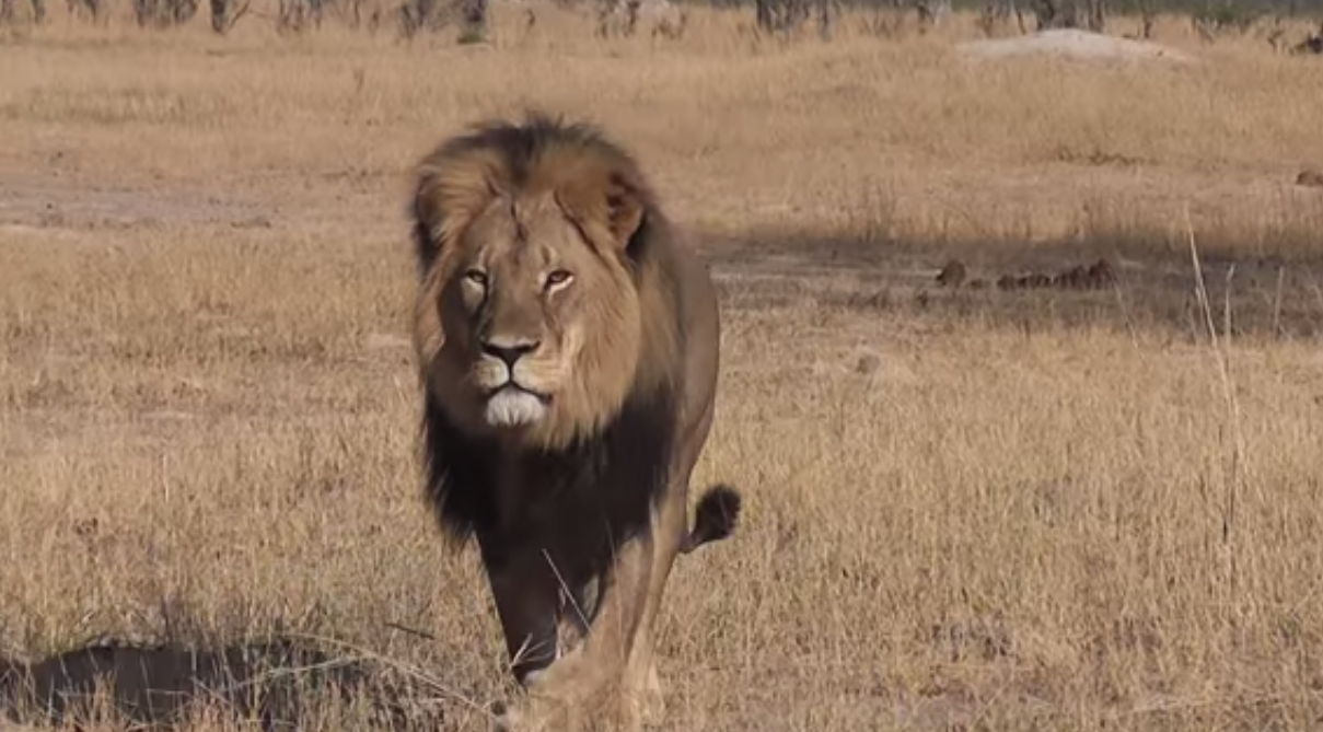 Zimbabwe : deux chasseurs vont être jugés après la mort du lion Cecil