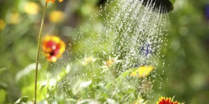 Arroser son jardin : 7 astuces pour faire des économies d'eau