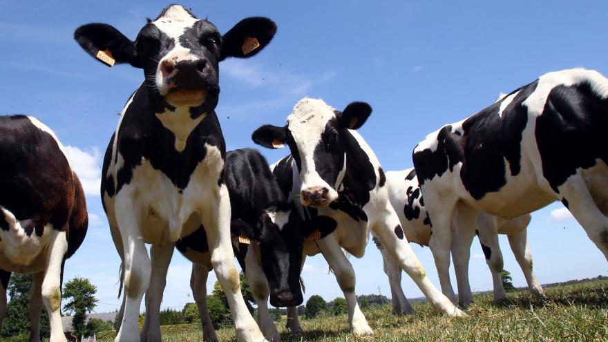 Un complément alimentaire donné aux vaches contre le réchauffement climatique
