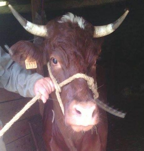 Cornette, la vache «qui ne voulait pas mourir», trouve refuge dans le Val-d'Oise