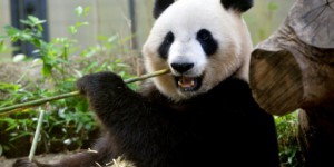 Etats-Unis : une femelle panda probablement enceinte au zoo de Washington