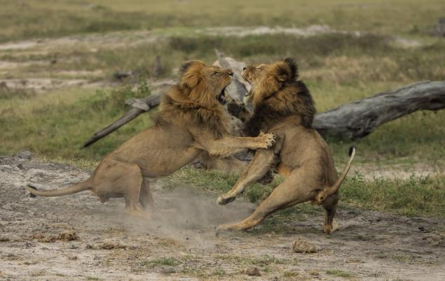 Le frère du lion Cecil pourrait avoir été abattu à son tour