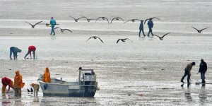Haute-Normandie : grandes marées sans coquillages