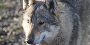 Hautes-Alpes : une louve abattue pour protéger les troupeaux