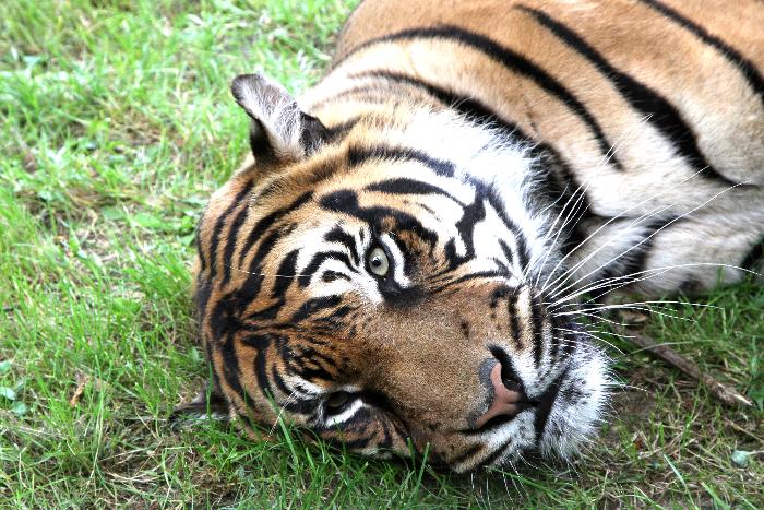 Indonésie : quatre braconniers arrêtés pour avoir tué et dépecé un tigre de Sumatra 