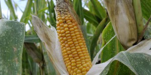 L'Ecosse veut interdire la culture d'OGM sur son territoire