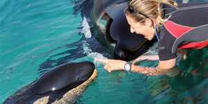 Marineland : le plus grand parc marin d'Europe, confronté aux « anti-delphinariums »