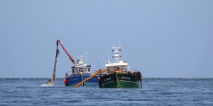 Pêche : en Iroise, un modèle de gestion durable 