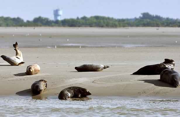 Les phoques divisent en baie de Somme