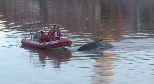 VIDEO. Une baleine perdue dans le port de Buenos Aires