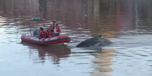 VIDEO. Une baleine perdue dans le port de Buenos Aires