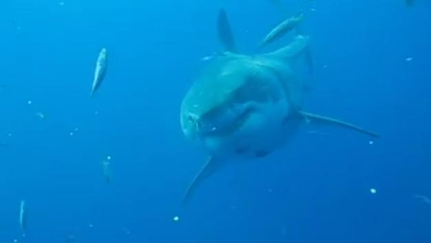 VIDEO. Des images de Deep Blue, l'un des plus grands requins blancs jamais observés