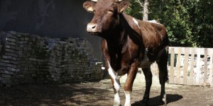 VIDEO. La vache qui ne voulait pas mourir accueillie à Montmagny