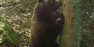 VIDEOS. Les ours Cannelito et Néré se frottent aux arbres des Pyrénées