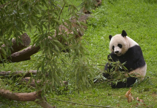 VIDEOS. Washington : l'un des bébés pandas est mort