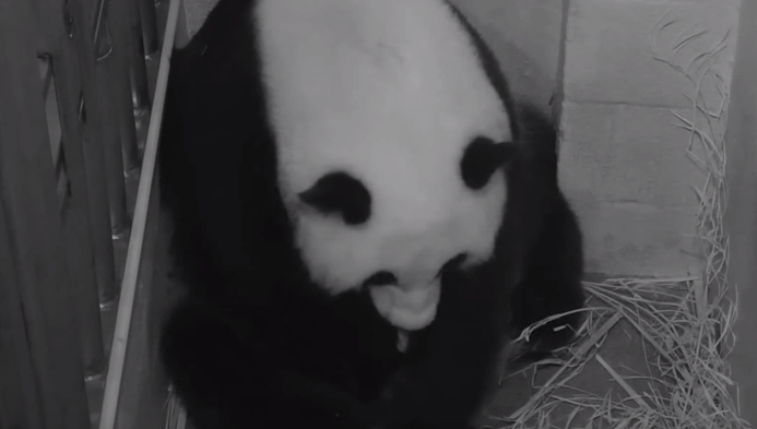 Washington : deux bébés pandas voient le jour au zoo