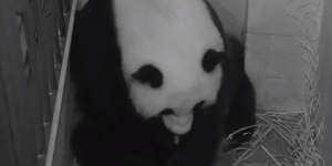 Washington : deux bébés pandas voient le jour au zoo