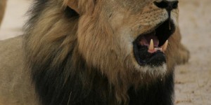 Zimbabwe : le lion Jericho est bien vivant, contrairement à Cecil