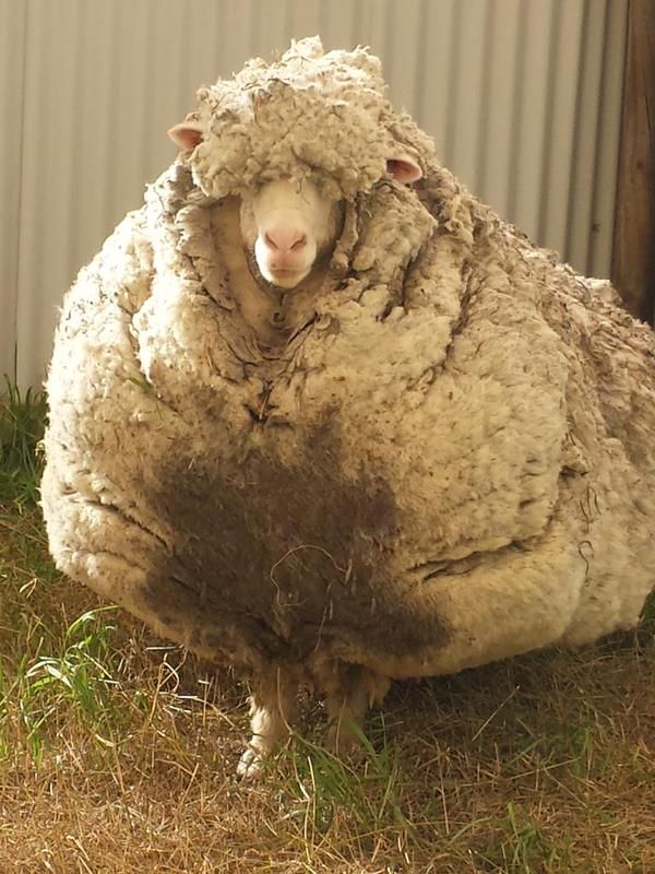 Australie : un mouton laineux à en mourir
