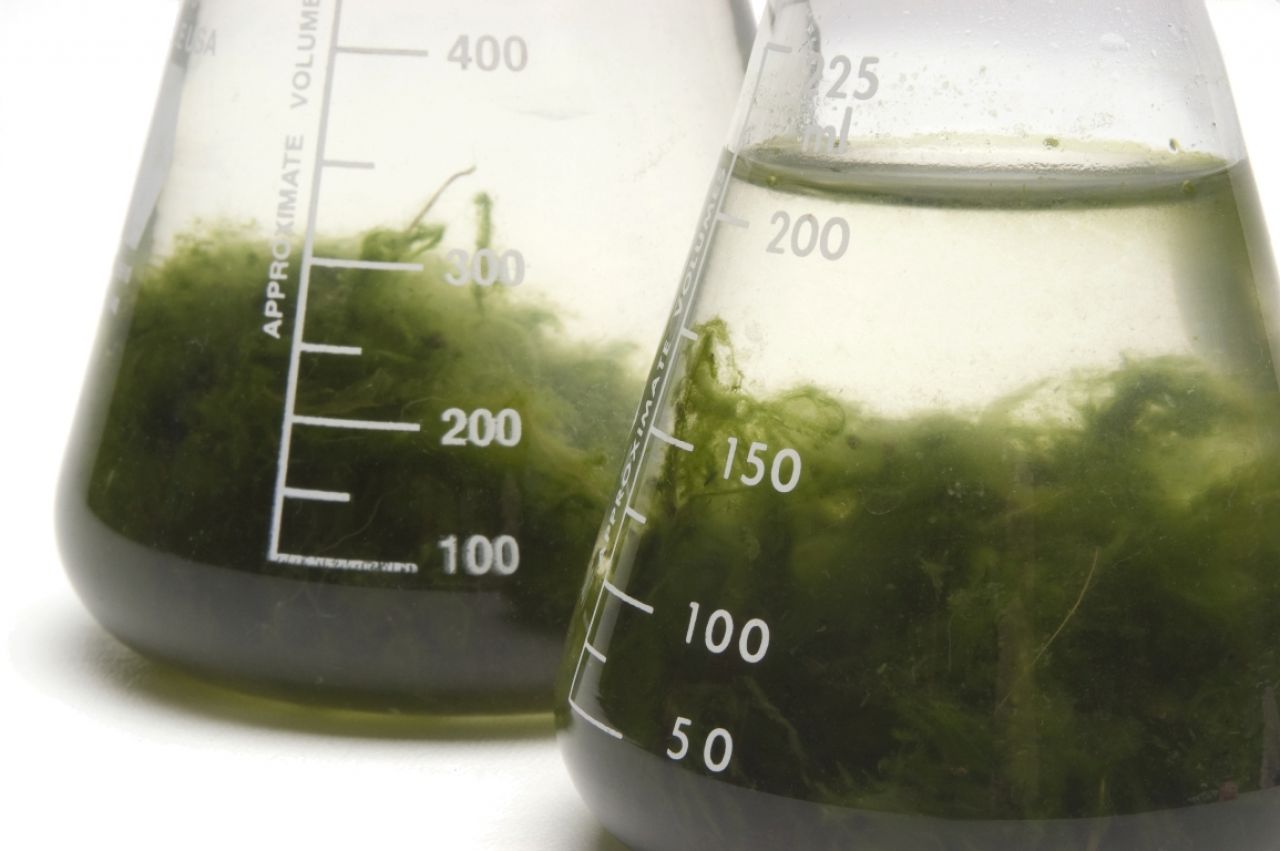 En Bretagne, des algues pour remplacer les antibiotiques et les pesticides