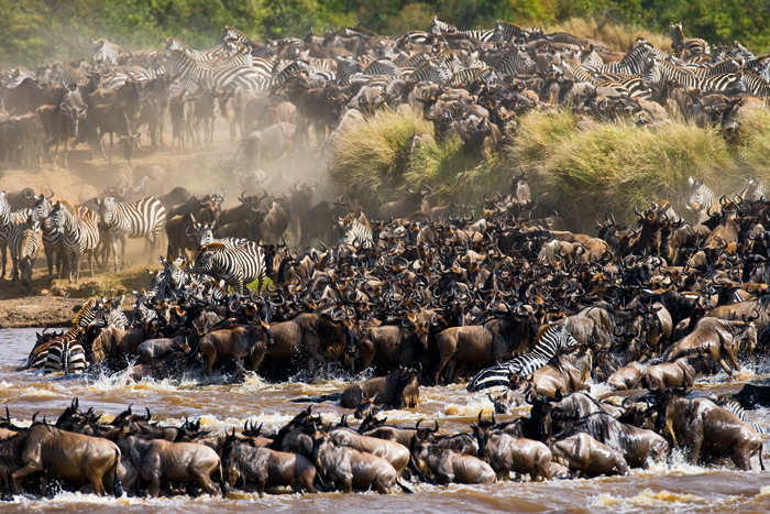 EN IMAGES. La grande migration de milliers de gnous, zèbres et gazelles