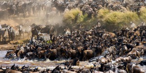 EN IMAGES. La grande migration de milliers de gnous, zèbres et gazelles