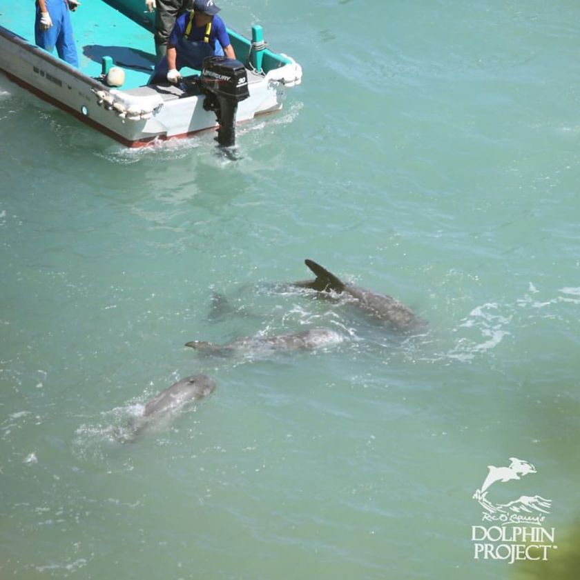 Japon : la saison de la chasse aux dauphins a commencé