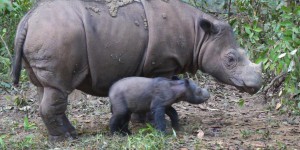 Une rhinocéros de Sumatra, espèce menacée d'extinction, attend un petit