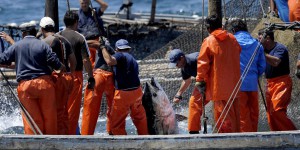 Thon : les conditions de pêche restent inquiétantes