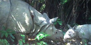VIDEO. Indonésie : trois  bébés rhinocéros d'une espèce rarissime filmés