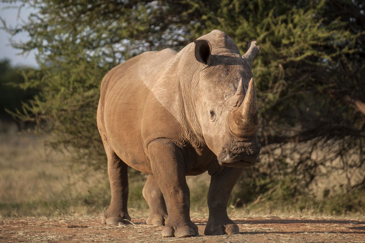 VIDEOS. Afrique du Sud : les éleveurs de rhinos veulent pouvoir vendre les cornes