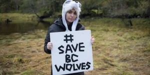 VIDEOS. Canada : Pamela Anderson et Miley Cyrus volent au secours des loups